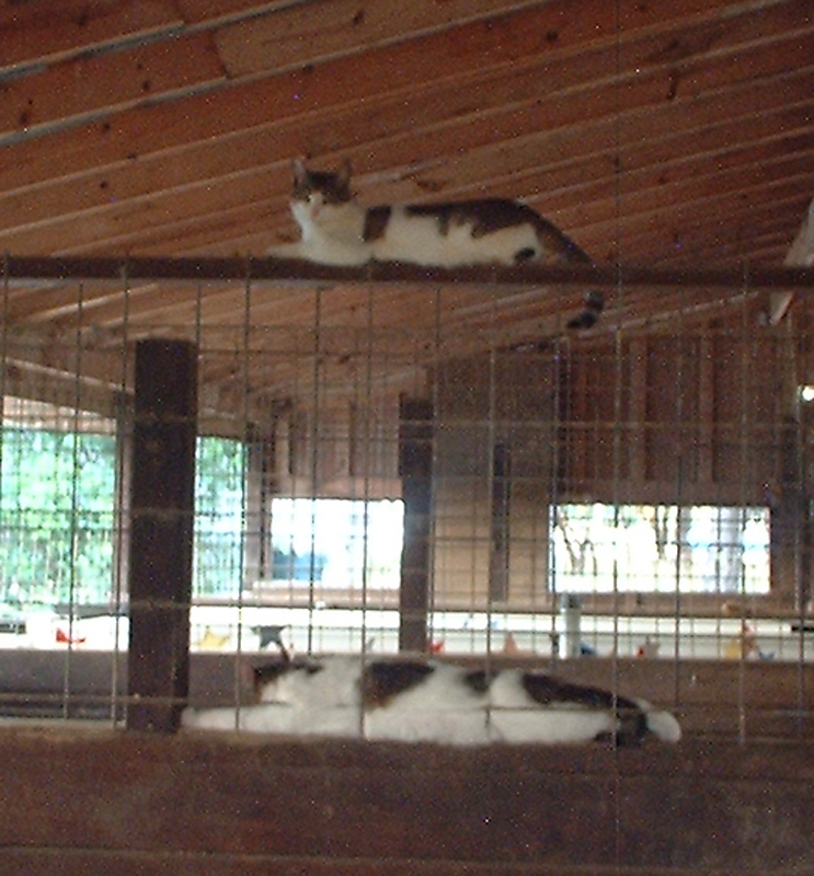 cat2