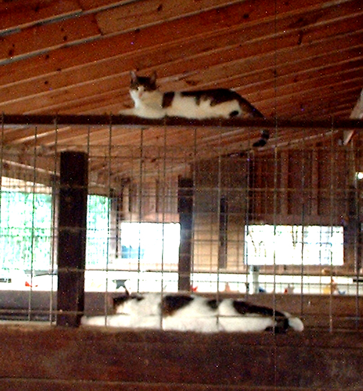 cat4jpg