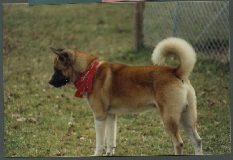 dog001