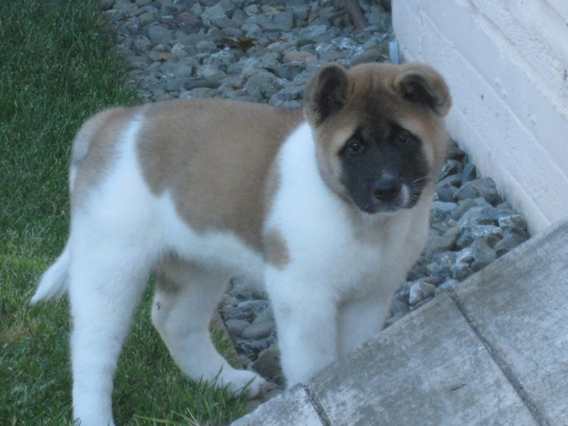 puppy1