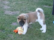IMG_0638_3433