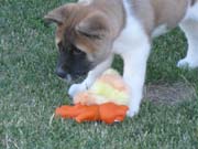 IMG_0643_3438