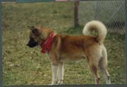 dog001