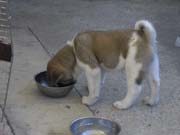 puppt3