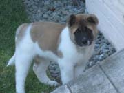 puppy1