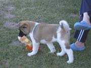 puppy2